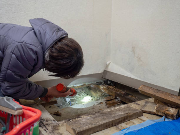 Weirton, WV Mold Removal Company