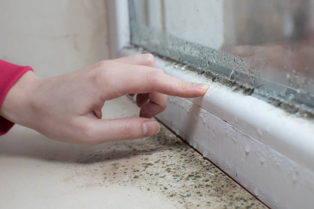 Best Dehumidification Services  in Weirton, WV